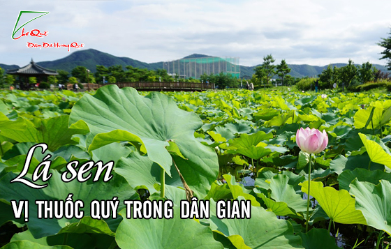 Những bài thuốc dân gian từ lá sen 